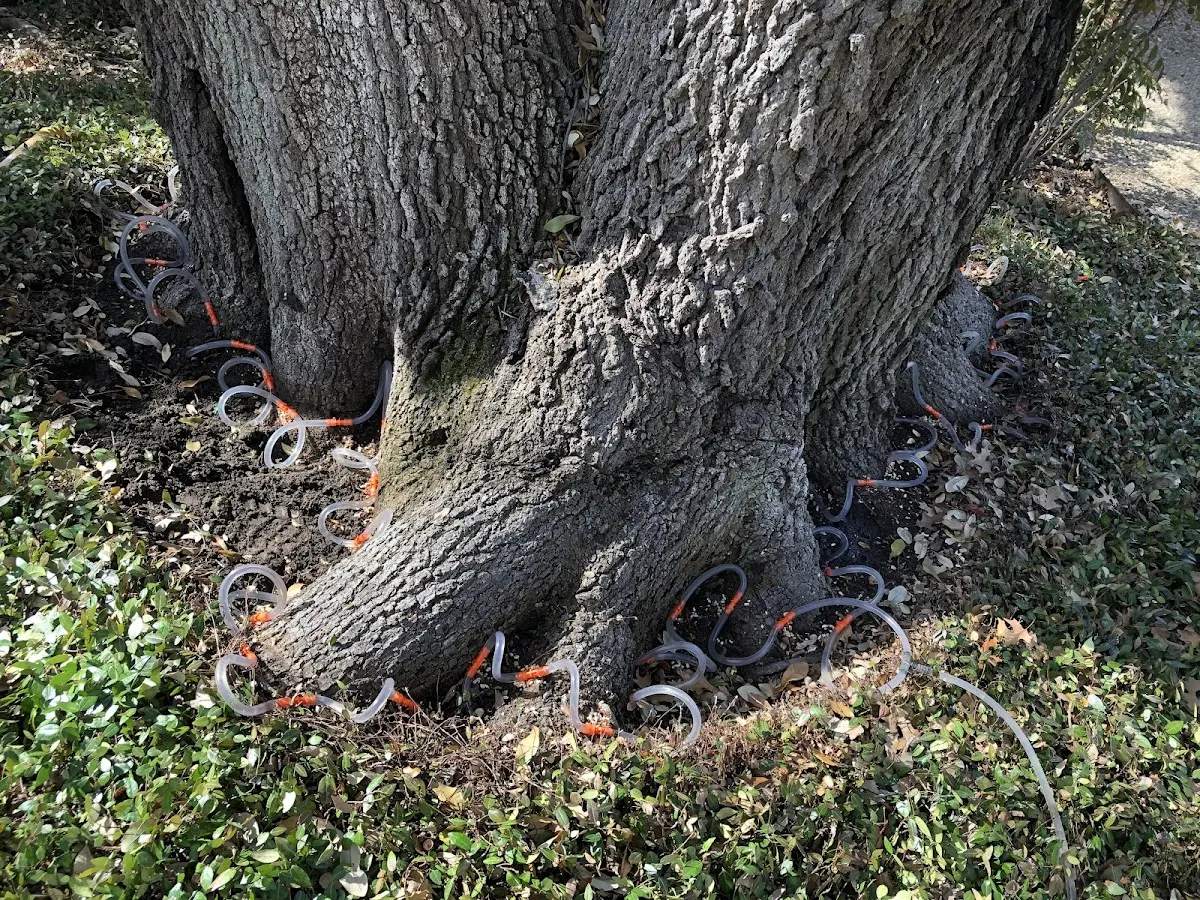 Detailed Tree Cabling and Bracing job site in Benton